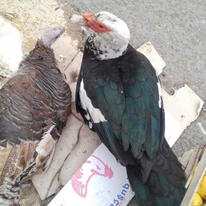 16 dene lal ordek satiram 10  feredii di 6si ergey  fereleri yumutlayi