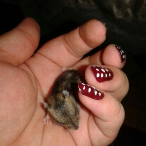 1 ayliq bala cunqarikler satilir.biri 6 azn.cox alana endirim olacag..