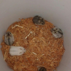 1 ayliq bala cunqarikler satilir.biri 6 azn.cox alana endirim olacag..