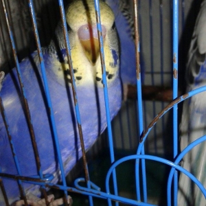 2 aylig erkek cex balalar satilir.yada ag albinos 