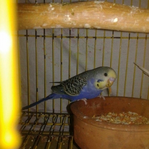 2 aylig erkek cex balalar satilir.yada ag albinos veya lutino sari val