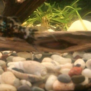 1 cut molinezia satiram, whats app var. Molli.ve ya antitrus ili barte