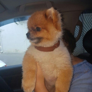 Pameranski spis 2 yas erkekdi.Hem Rusiya hem Turkiye pasportlari var.V