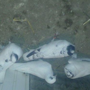 павлин 15манат цикатые и черноголовые от 15м до 25м  Рауф