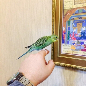 Papuqay satılır 1.aylıg saglam oapuqayfı. yuvadan teze cıxıb ele öyren