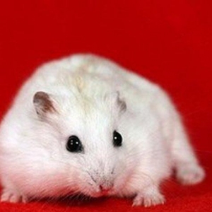 В наличие есть чисто белые джунгарики ручные без зараха хороший