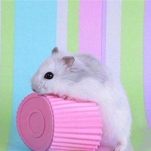 В наличие есть чисто белые джунгарики ручные без зараха хороший