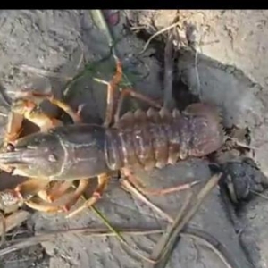 Restoranlar üçün gözəl xərçəngimiz var Çin və Balıq məmullatları ( və