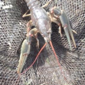 Restoranlar üçün gözəl xərçəngimiz var Çin və Balıq məmullatları ( və