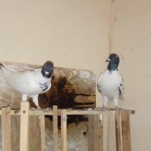 qara baslar satilir 50 azn qalan quslar ucun maya 