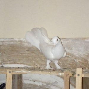 qara baslar satilir 50 azn qalan quslar ucun maya axtarilir tecili