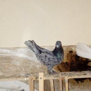 qara baslar satilir 50 azn qalan quslar ucun maya axtarilir tecili