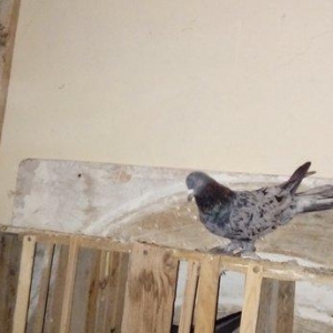 qara baslar satilir 50 azn qalan quslar ucun maya axtarilir tecili