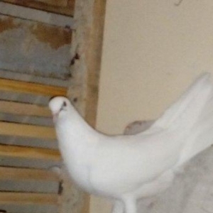 qara baslar satilir 50 azn qalan quslar ucun maya axtarilir tecili