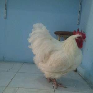 9 aylig arpikton xoruzu satilir peyvend olub tam s