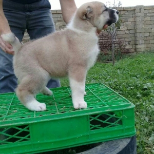 cinsi alabay erkeydi telde ve ya şhatsapda elaqe saglaya bilersiz