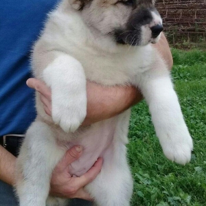 cinsi alabay erkeydi telde ve ya şhatsapda elaqe saglaya bilersiz