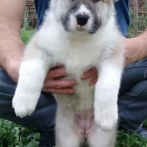 cinsi alabay erkeydi telde ve ya şhatsapda elaqe saglaya bilersiz