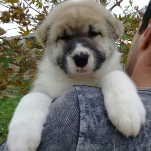 cinsi alabay erkeydi telde ve ya şhatsapda elaqe saglaya bilersiz