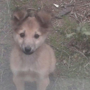 it satıram her sümük, ət, çörək və s. Onun qulaqlarını və quyruğunu kə