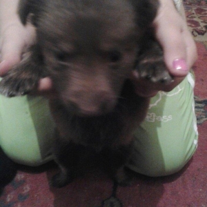 salam xaski gozderi goydur ama Qaranligdi deye Gozderi qara gorsenir w