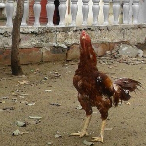 Heyrati indoneziya sortudu. 1 yas 5 ayliq. Vehwi xoruzdu.