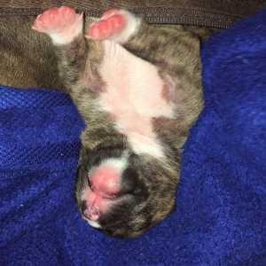 Temiz pitbull balalari satilir cox xaiw edirem kimse barter ucun narah