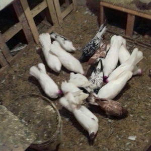 ag enli quyruglar 16 17 18 tuk real alici narahat 