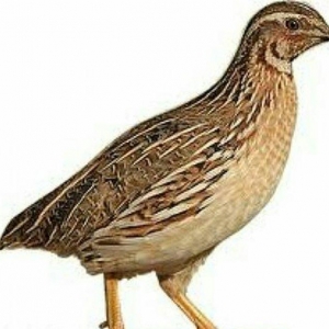 Bildirçin satılır. Cəmi 45-50 günə böyüyü