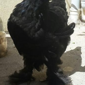 Zil qara kömürü brama fərəsi satılır. Ayağının tüküləri həddindən artı