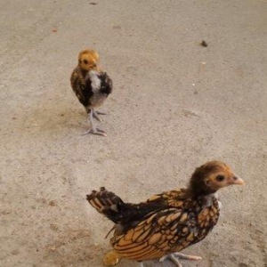 Zibrit satılır.Təmiz stəkan sortudur. 1 cüt q