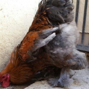 Brama gold xoruzu satılır. Sağlam və aktiv 1 illik xoruzdur.