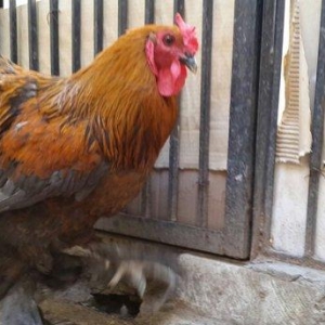 Brama gold xoruzu satılır. Sağlam və aktiv 1 illik xoruzdur.