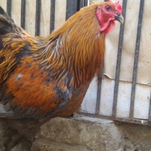 Brama gold xoruzu satılır. Sağlam və aktiv 1 illik xoruzdur.