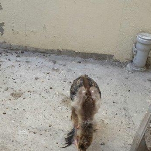 Brama 50 günlük. Təcili olduğu üçün ucuz sa