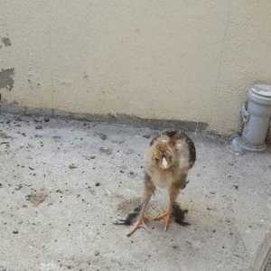 Brama 50 günlük. Təcili olduğu üçün ucuz satılır. Cəmi 2 ədəddir. 1 əd