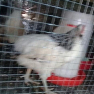 etlik kend siribrist cuceleri...
2 ayliq.
tam saglam
temiz çekisi 800.