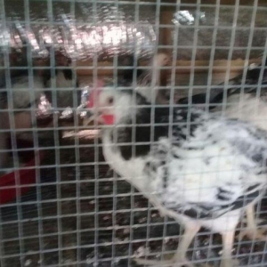 etlik kend siribrist cuceleri...
2 ayliq.
tam saglam
temiz çekisi 800.