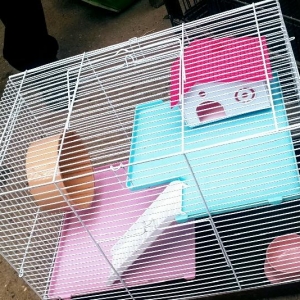 Xamyakcun iri teze qefes satilir. Wekilde ne gorursuz ustunde verilir.