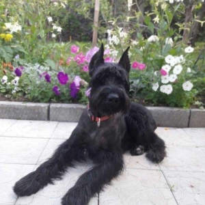 Щенки Riesenschnauze .Один из самых лучших охранных и верных пород