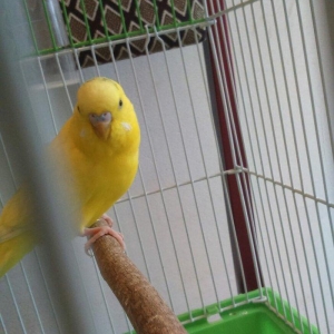 iki papuqadan ikiside erkekdir sari olan tayi 8-9 aylıq diger goy reng