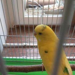 iki papuqadan ikiside erkekdir sari olan tayi 8-9 aylıq diger goy reng