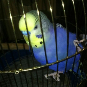 iki papuqadan ikiside erkekdir sari olan tayi 8-9 aylıq diger goy reng