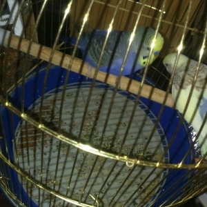 iki papuqadan ikiside erkekdir sari olan tayi 8-9 aylıq diger goy reng