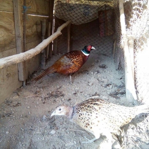 Şeki şeherinde Qafqaz Qirqovullari satilir.5-7 ayliq cutler var yasinn