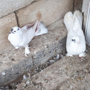 gozu xalli 18 qawqa 17 tukdu. cutu 60 azn. qawqani