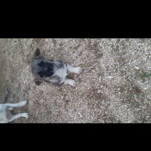 Собаки звонок. Tək biri 40 azn maraqlananlardan xahiş olunur əlavə məl