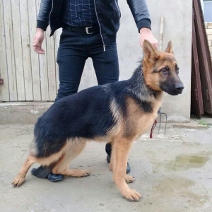 satlir cinsi afcarka erekydi elavə məllumat şhatsapp ve ya telde elaqe