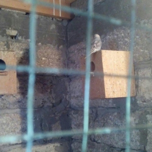 satıram hazır cut Papuqay bırı kül rengde bırıde sarı boynunda yasıl x