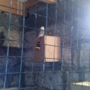 satıram hazır cut Papuqay bırı kül rengde bırıde sarı boynunda yasıl x